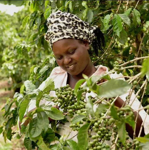 Where Does Coffee Come From?